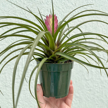 C Bromeliad-Tillandsia Pink Cyanea, 4"