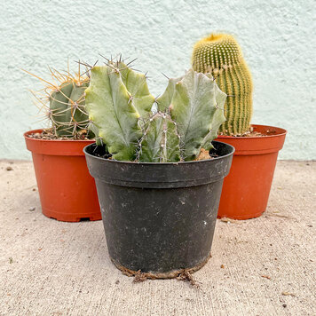 C Cactus Assorted, 6''