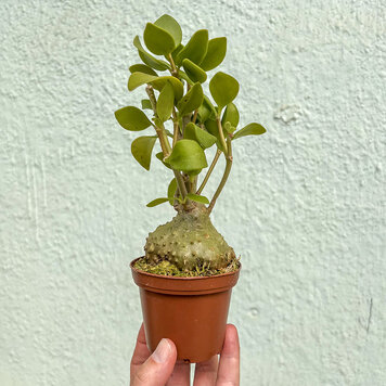 B Ant Plant-Hydnophytum, 3"