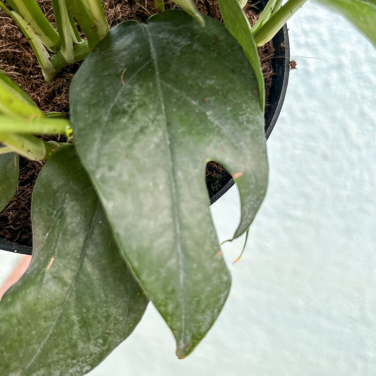 GREEN Pothos - Baltic Blue, 6"