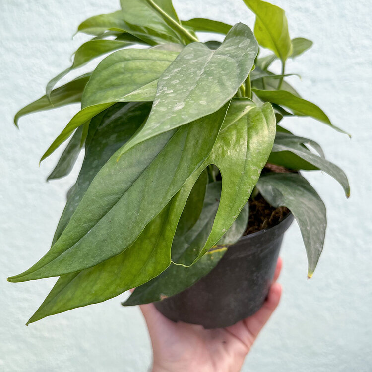 GREEN Pothos - Baltic Blue, 6"