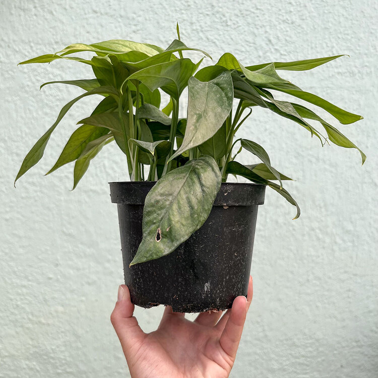 GREEN Pothos - Baltic Blue, 6"