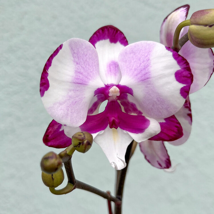 GREEN Orchid-Phalaenopsis Single Spike, 3"
