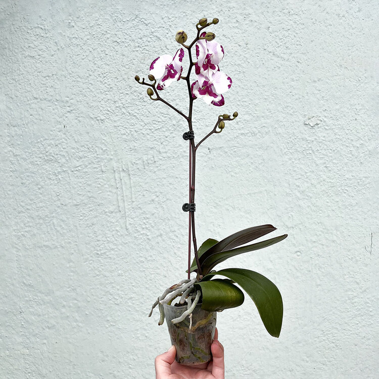 GREEN Orchid-Phalaenopsis Single Spike, 3"