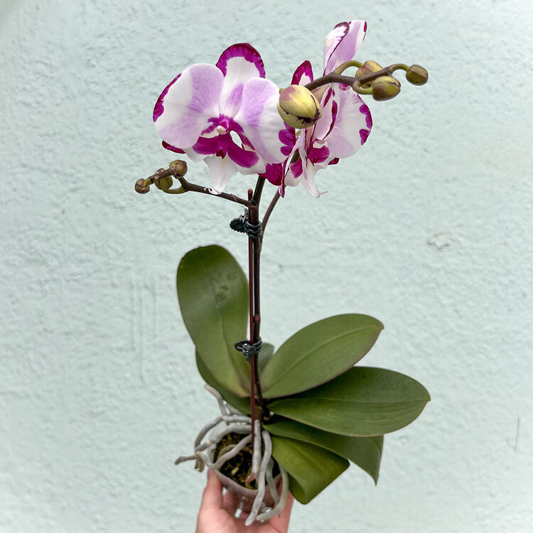 GREEN Orchid-Phalaenopsis Single Spike, 3"