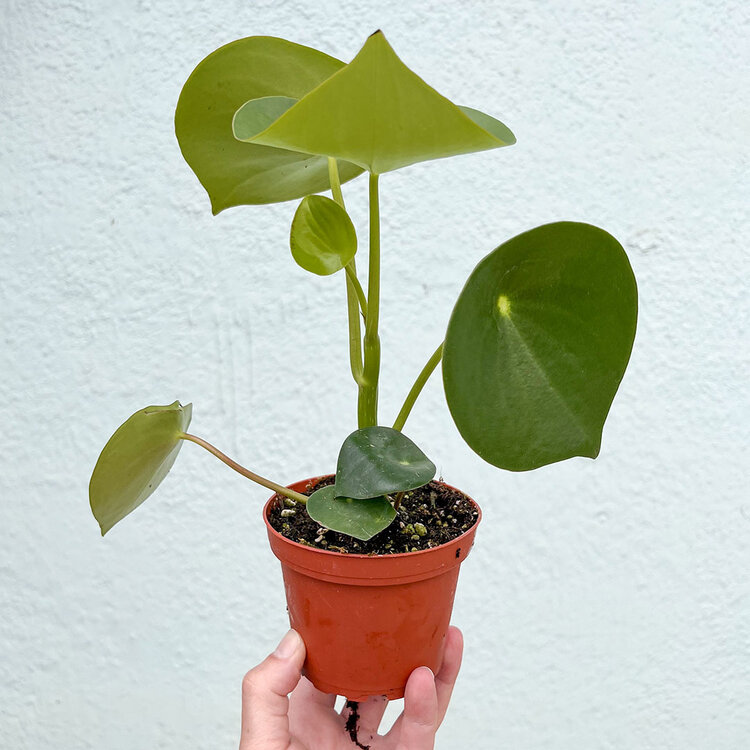GREEN Peperomia-Raindrop Owl's Eye, 4"