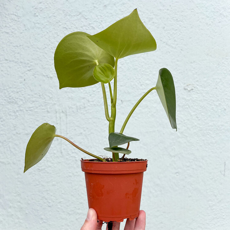 GREEN Peperomia-Raindrop Owl's Eye, 4"