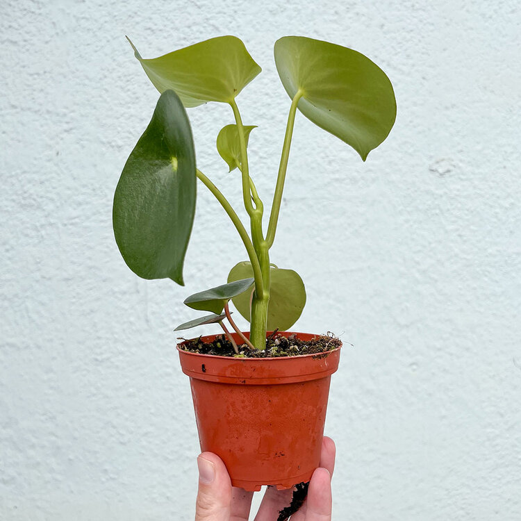 GREEN Peperomia-Raindrop Owl's Eye, 4"