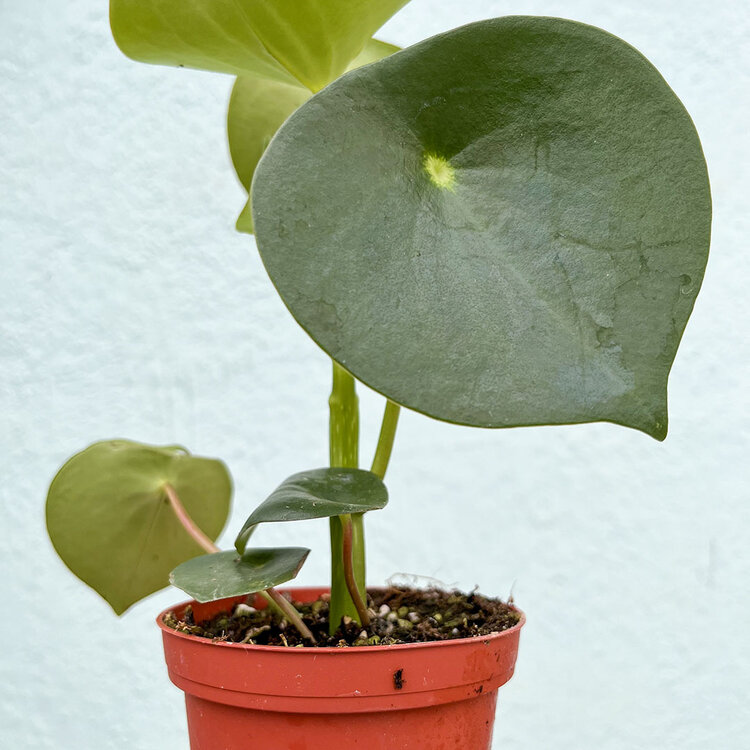 GREEN Peperomia-Raindrop Owl's Eye, 4"