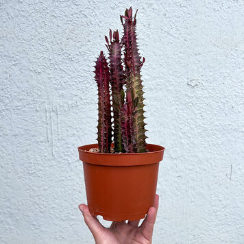 GREEN Euphorbia- Red Trigona (African Milk Tree), 6"