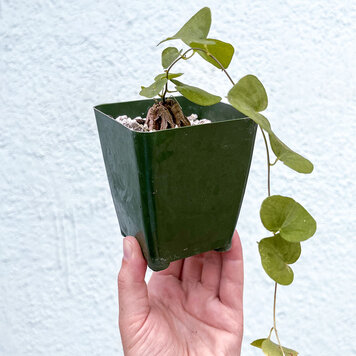 B Dioscorea-Elephantipes, 4"