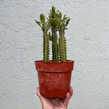 GREEN Euphorbia-Trigona Green (African Milk Tree), 6"