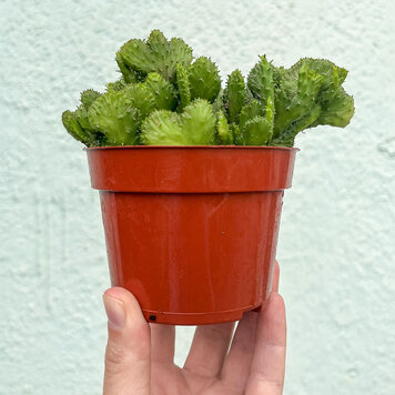 C Euphorbia-Flanaganii f. cristata, 4"