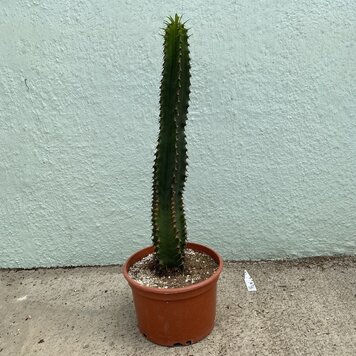 GREEN Euphorbia-Ingens-Chocolate Drop 10"