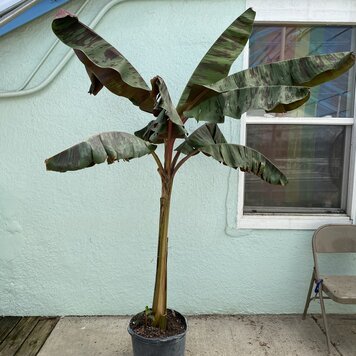 Floor B Banana - Zebrina Rojo 14 Inch