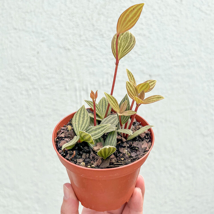 GREEN Peperomia Puteolata, 4"