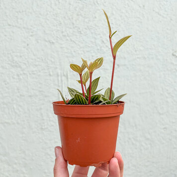 GREEN Peperomia Puteolata, 4"