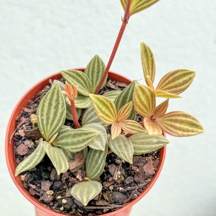 GREEN Peperomia Puteolata, 4"