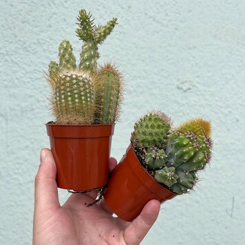 B Cactus Garden Assorted, 3"