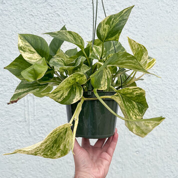 GREEN Pothos-Marble Queen, 6" HB