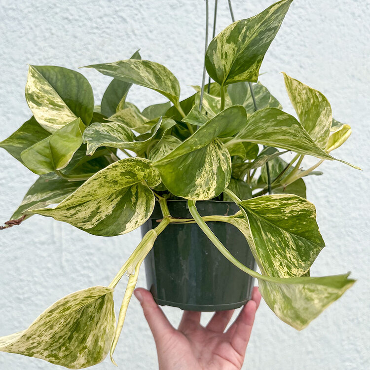 GREEN Pothos-Marble Queen, 6" HB