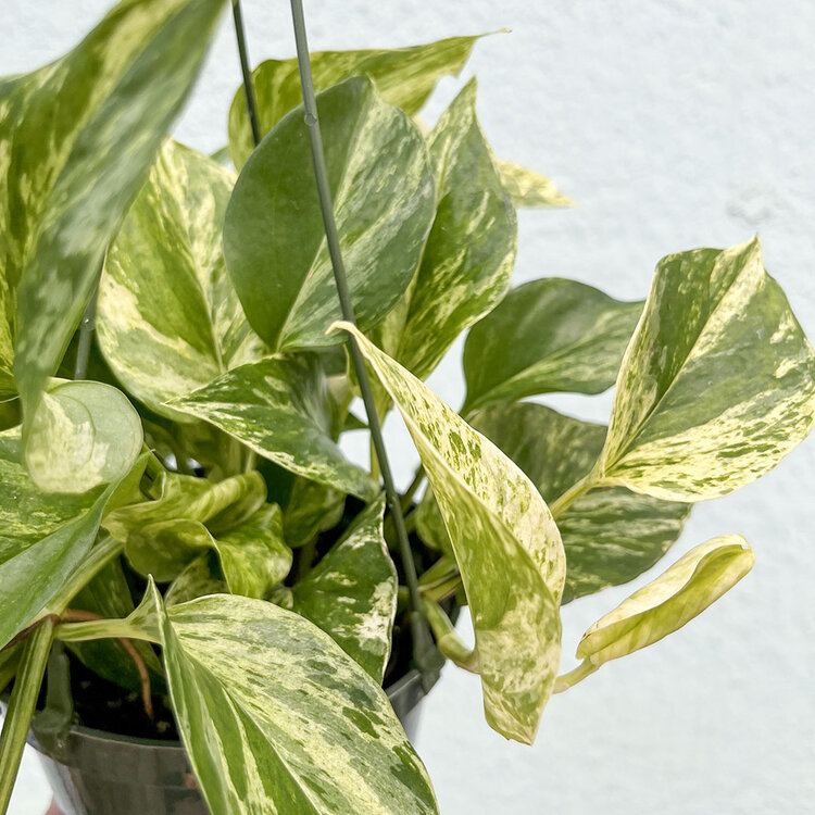 GREEN Pothos-Marble Queen, 6" HB