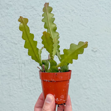 GREEN Cactus -Ric Rac Fishbone-3 inch