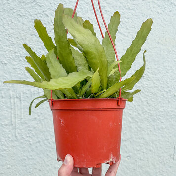 GREEN Epiphyllum Orchid Cactus, 6"  HB