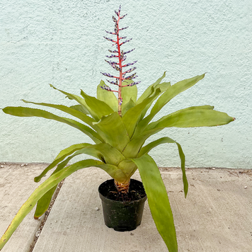 C Bromeliad-Aechmea Del Mar, 6"