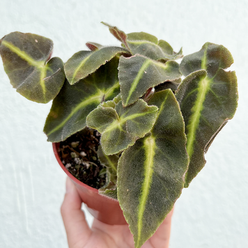 B Begonia - Listata (striped begonia), 4"