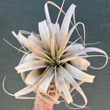 D Tillandsia Xerographica Air Plant