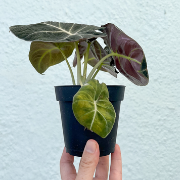 A Alocasia - Black Velvet, 4"