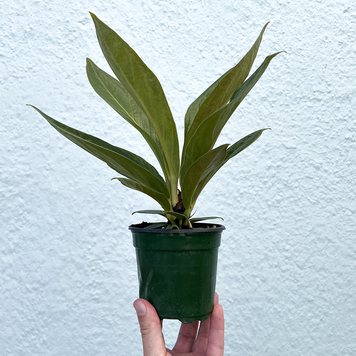A Anthurium-Cobra, 4"