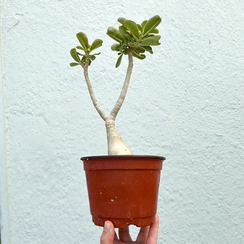 B Adenium-Obessum (Desert Rose), 6"