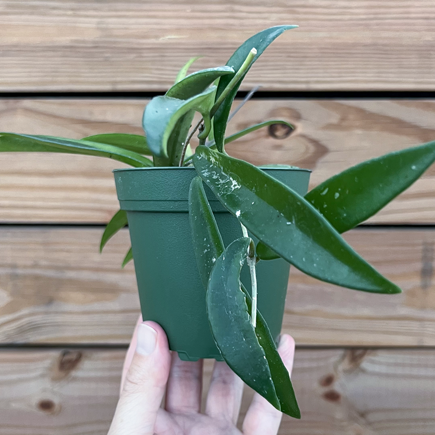 Hoya-Minibelle 4 inch - Jungle House
