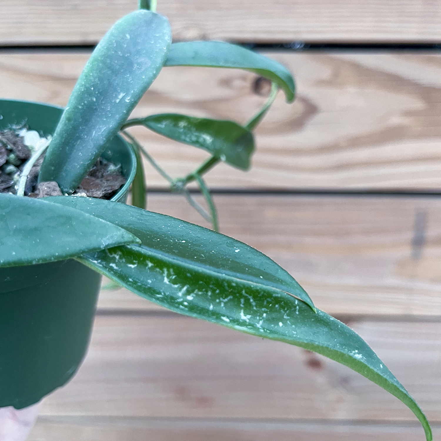 Hoya minibelle for Sale | My Home Nature