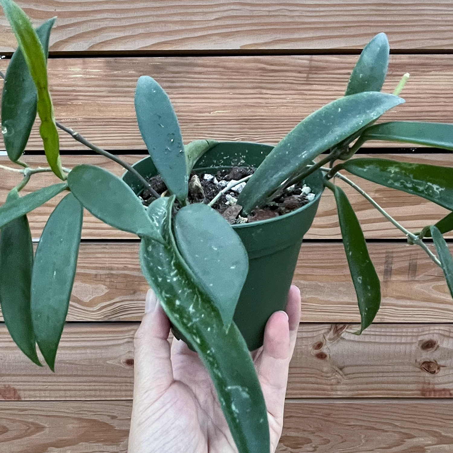 Hoya-Minibelle 4 inch - Jungle House