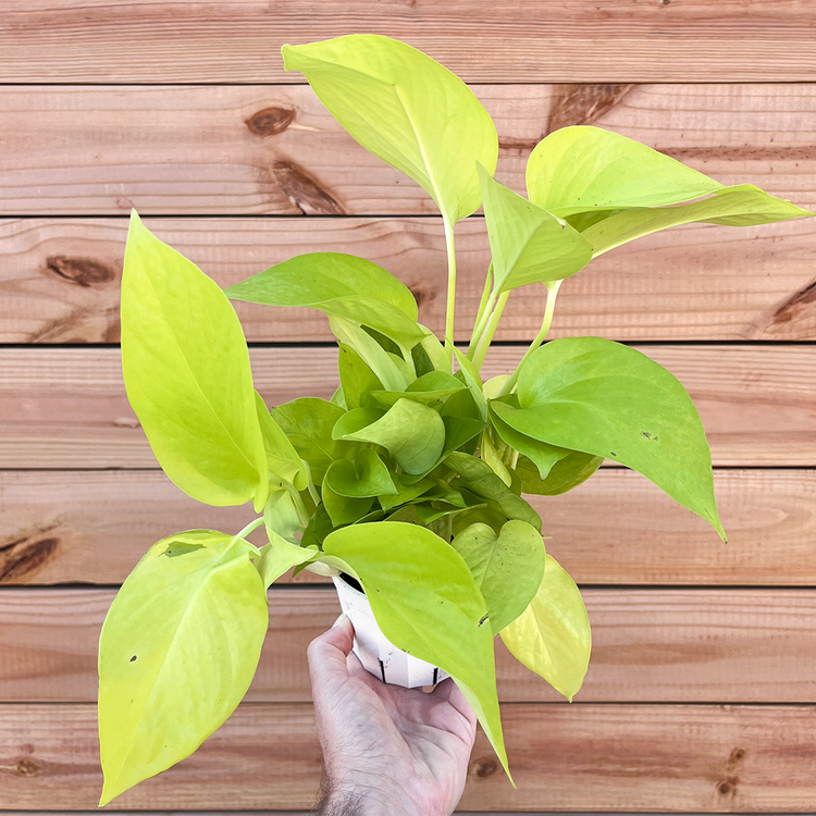 GREEN Pothos-Neon, 4"