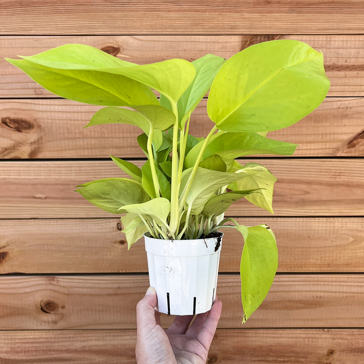 GREEN Pothos-Neon, 4"