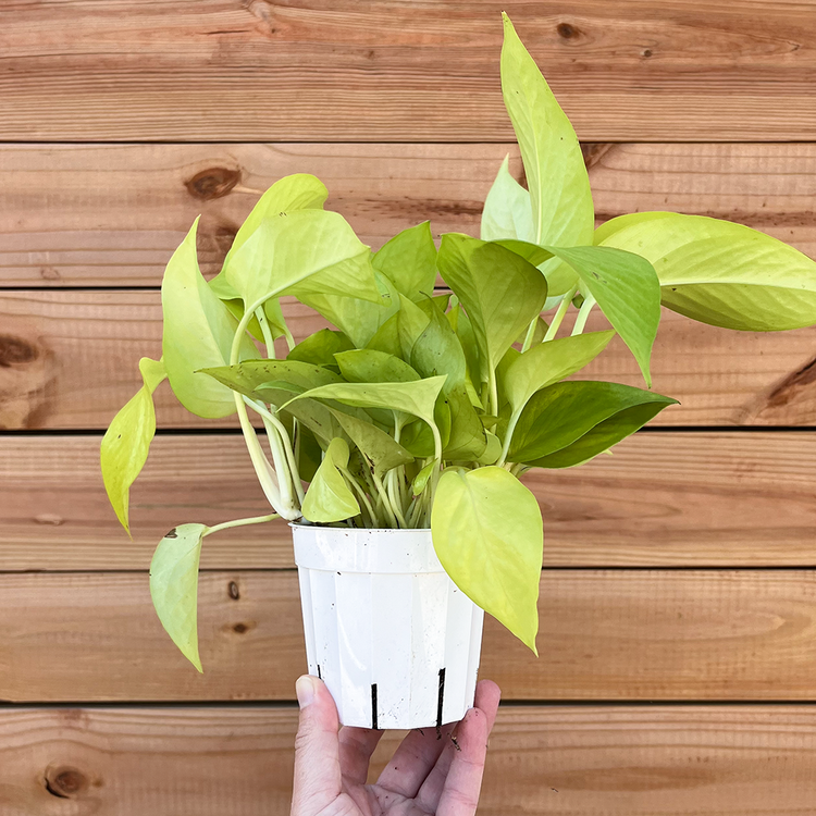 GREEN Pothos-Neon, 4"