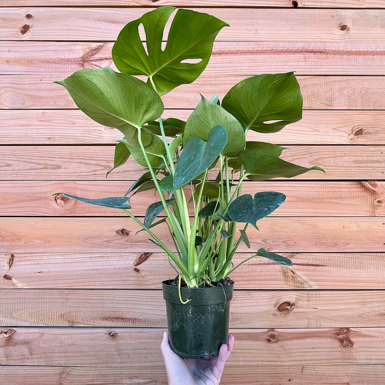 GREEN Monstera-Deliciosa, 6"