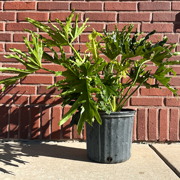 GREEN Philodendron-Selloum, 10"