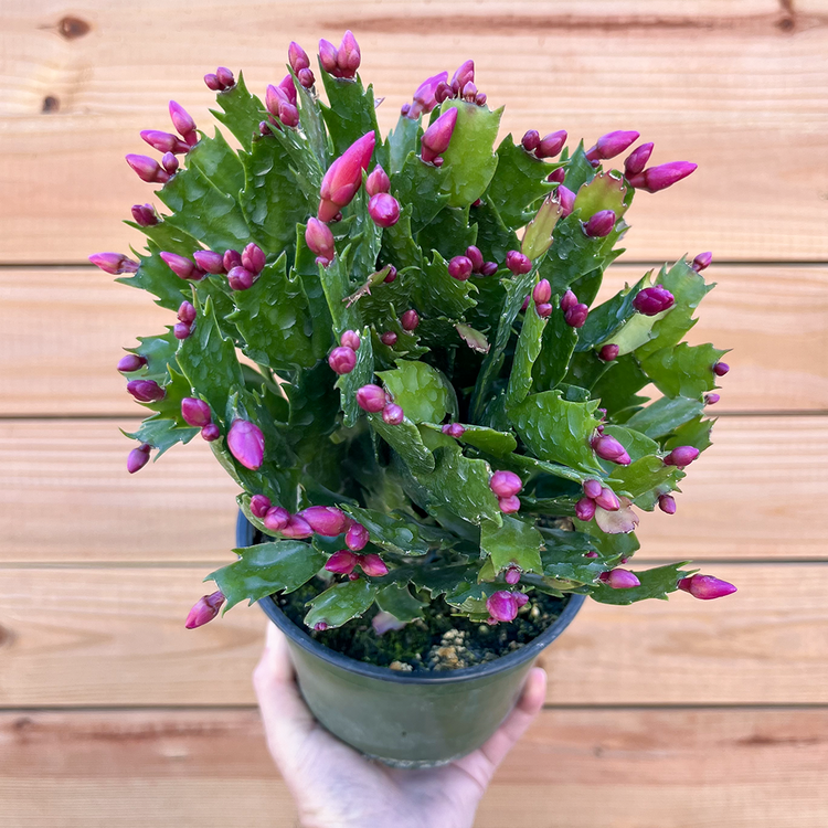 GREEN Christmas Cactus, 6"