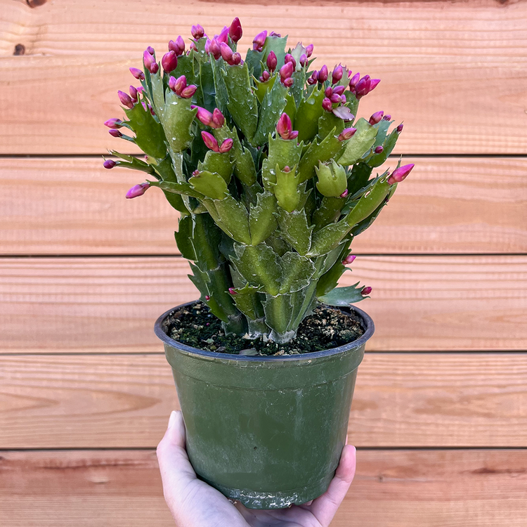 GREEN Christmas Cactus, 6"