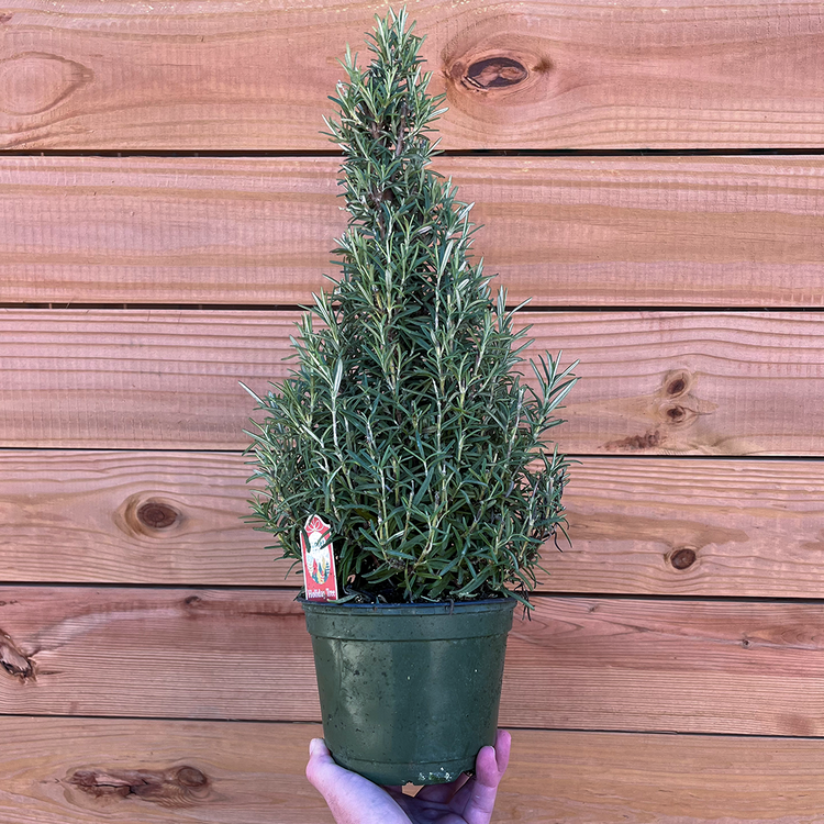 GREEN Rosemary Holiday Tree, 6"