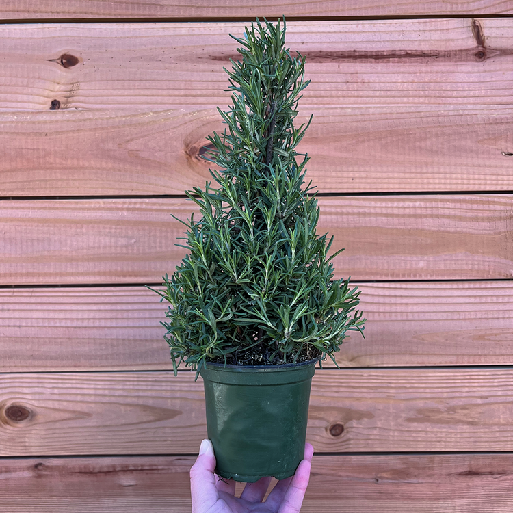 GREEN Rosemary Holiday Tree 4 inch