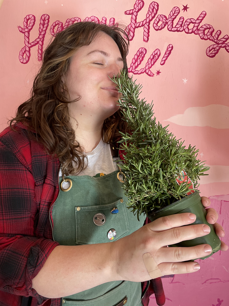 GREEN Rosemary Holiday Tree 4 inch