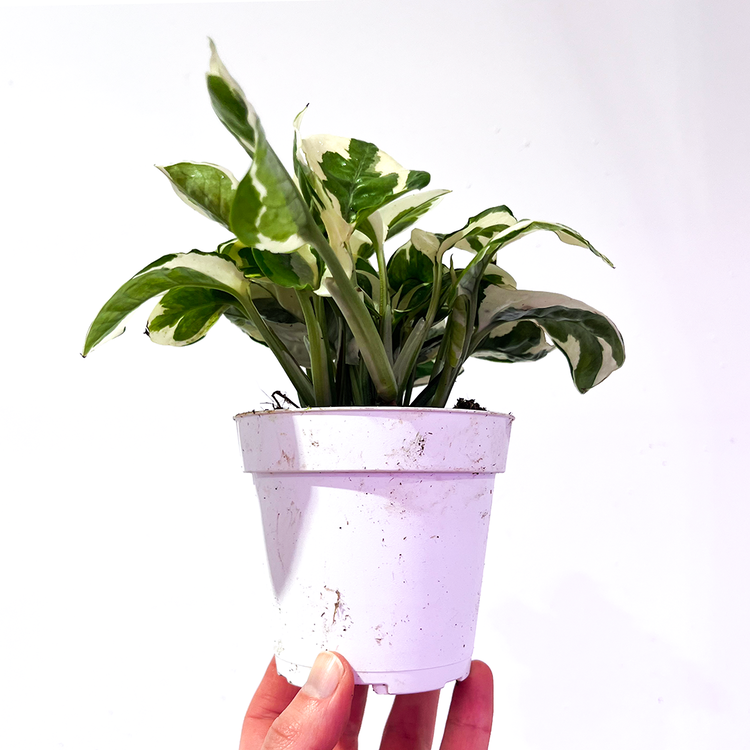 GREEN Pothos-N' Joy, 4"