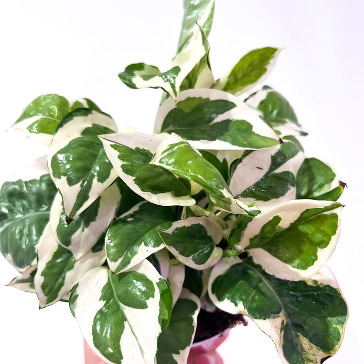 GREEN Pothos-N' Joy, 4"