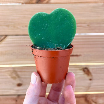 GREEN Hoya-Kerrii Green, 2"